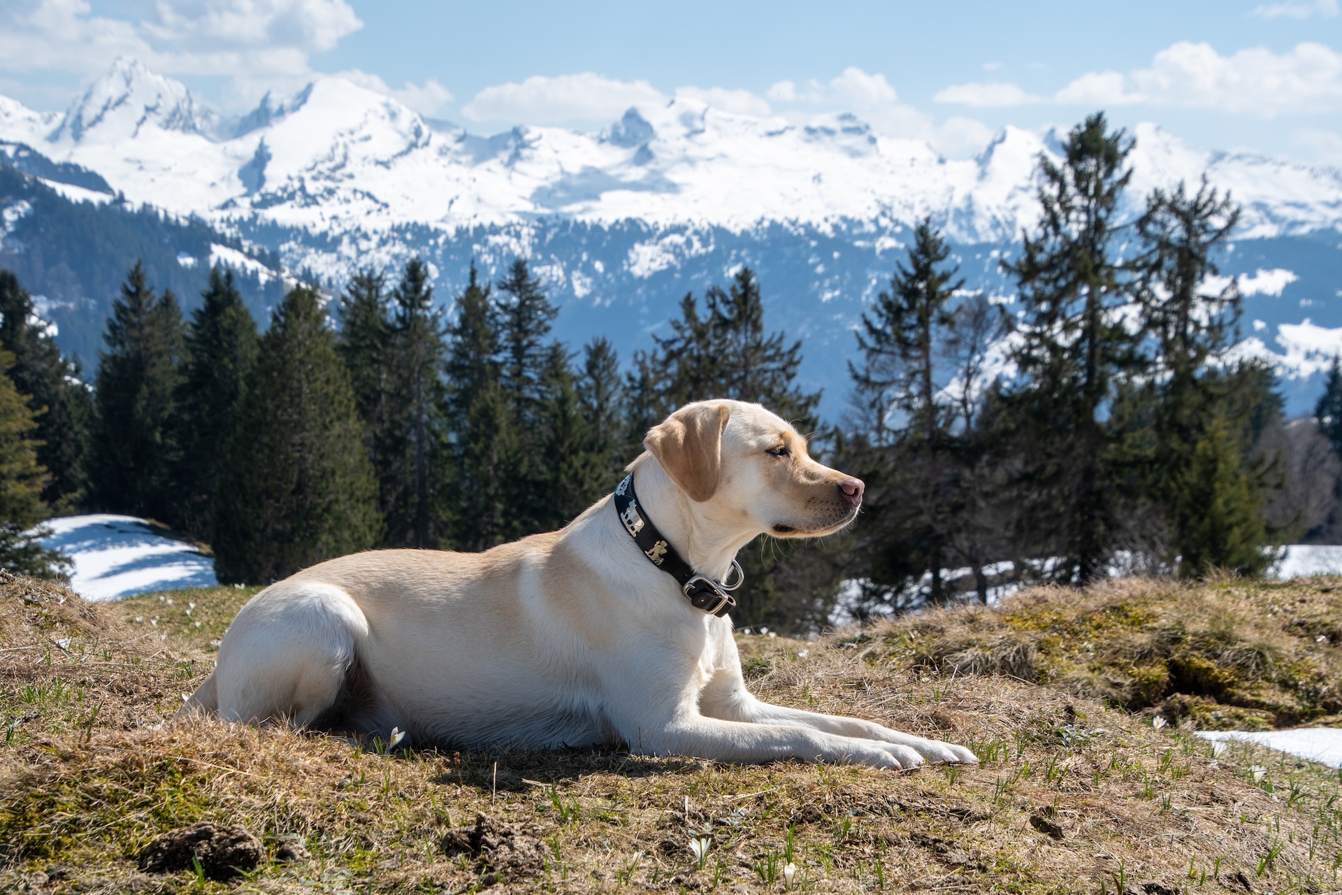 inteligentni-labrador